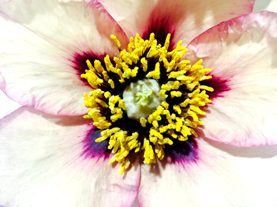 Flower Yellow Flowering Plant Flora