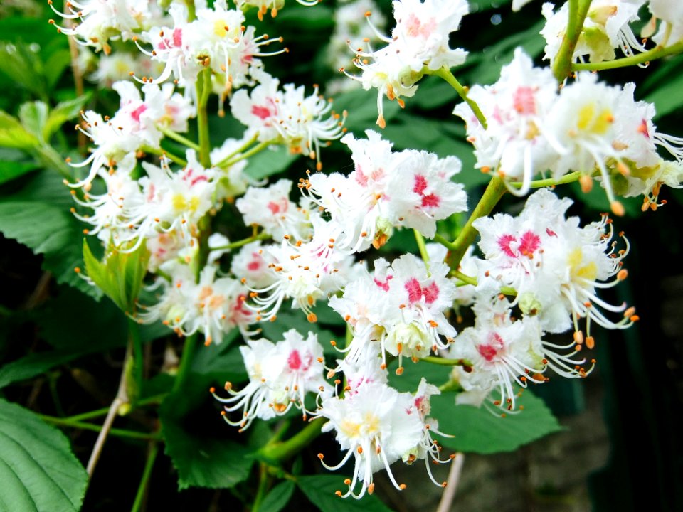 Plant Flower Flowering Plant Flora