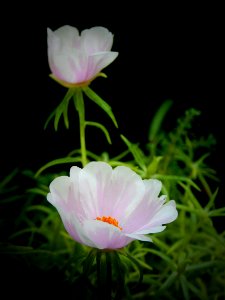 Flower Pink Plant Wildflower photo