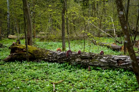 Nature Reserve Woodland Ecosystem Vegetation