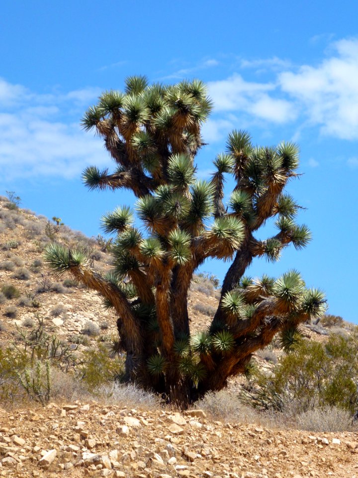 Vegetation Tree Ecosystem Shrubland