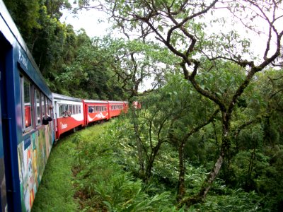 Plant Transport Tree Rolling Stock