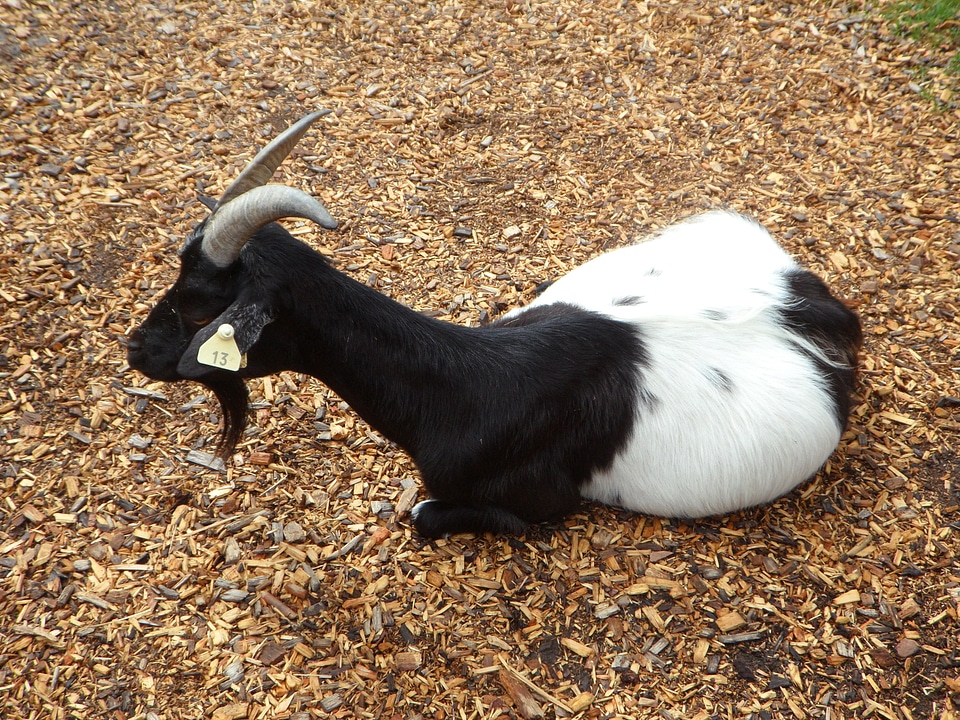 Animal domestic goat zoo