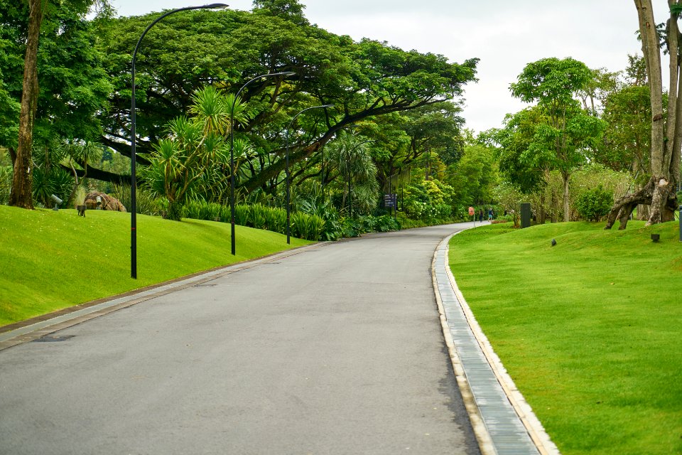 Road Green Nature Tree