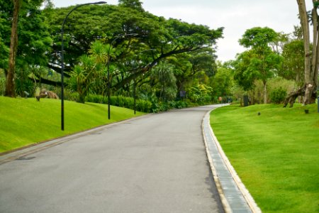 Road Green Nature Tree
