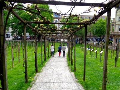 Plant Tree Walkway Garden