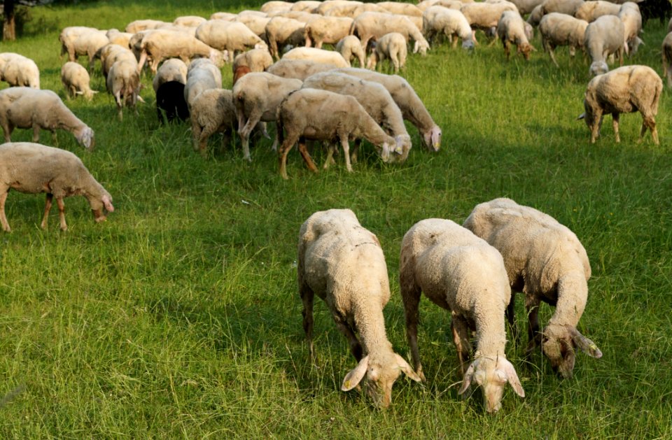 Herd Grassland Pasture Grazing photo