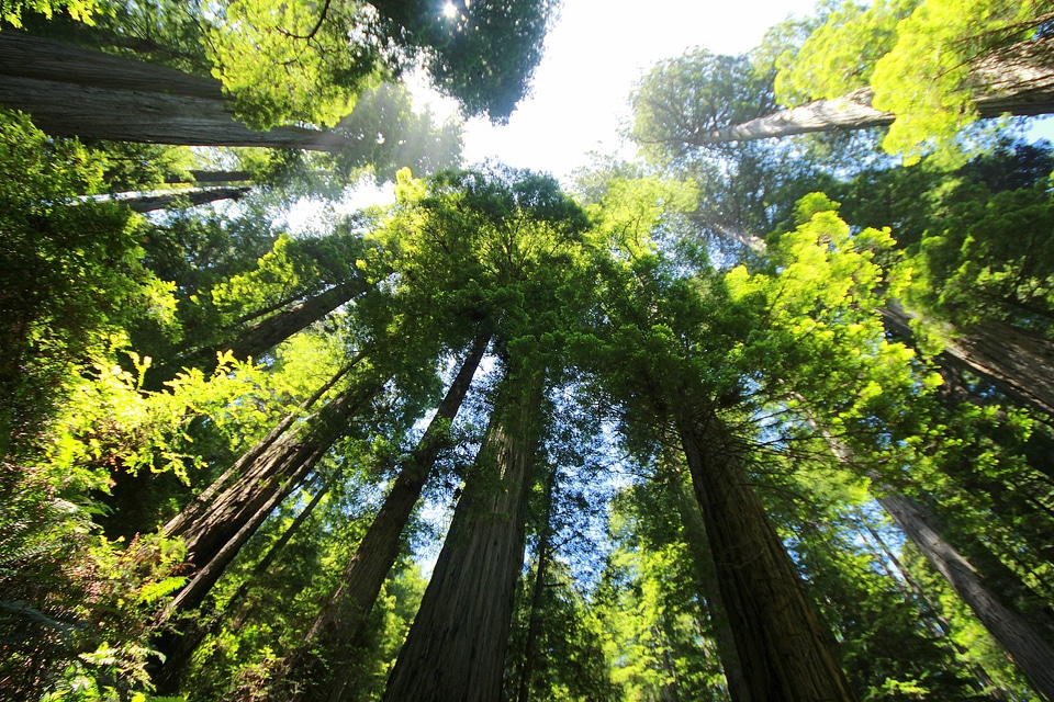 Giant redwood mammoth tree redwood tree