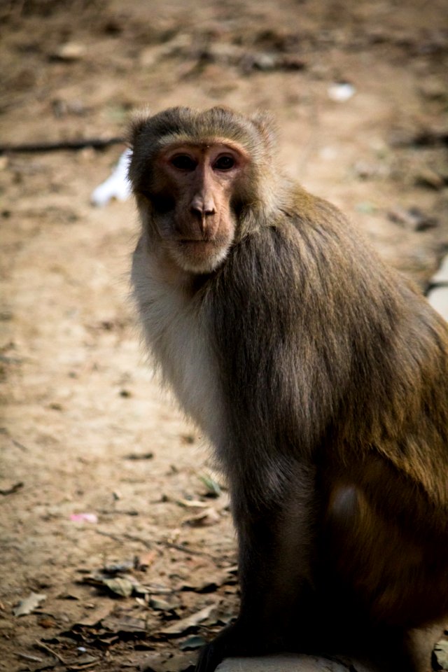 Macaque Fauna Primate New World Monkey photo