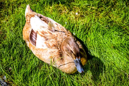 Bird Fauna Beak Duck