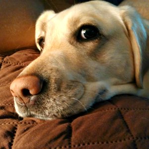 Dog Dog Breed Nose Labrador Retriever photo