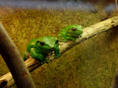Ranidae Amphibian Frog Fauna photo