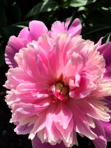 Flower Plant Flowering Plant Pink