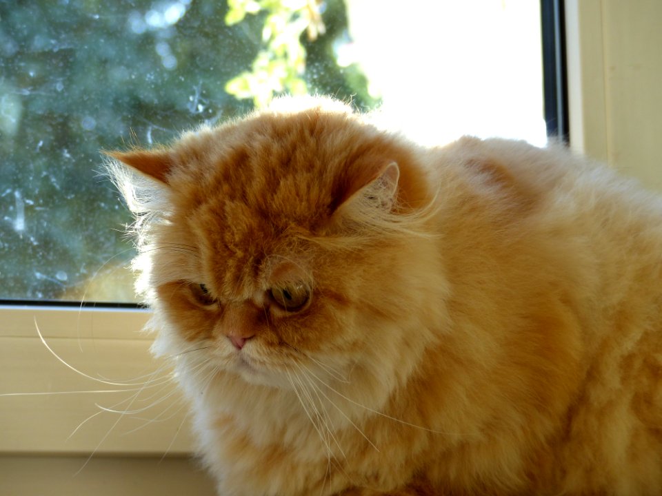 Cat Whiskers Small To Medium Sized Cats Cat Like Mammal