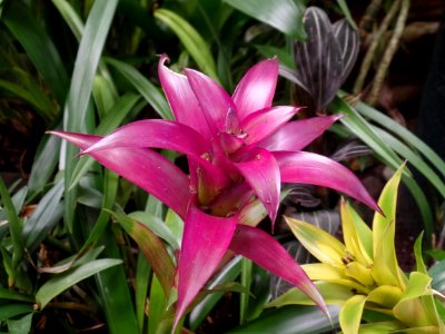 Plant Flower Flora Terrestrial Plant photo