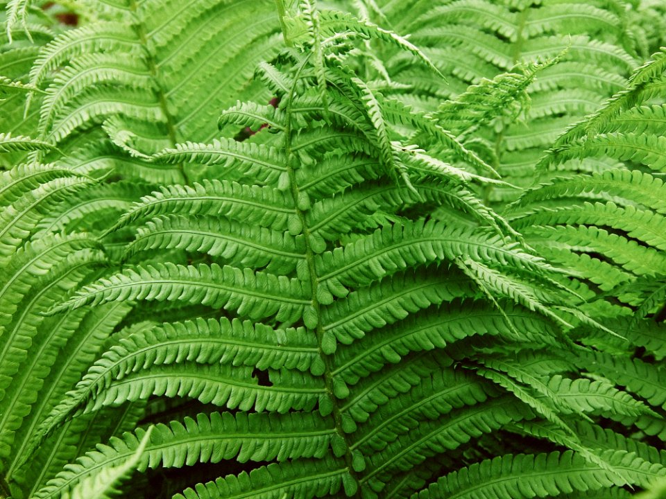 Ostrich Fern Plant Ferns And Horsetails Vegetation photo