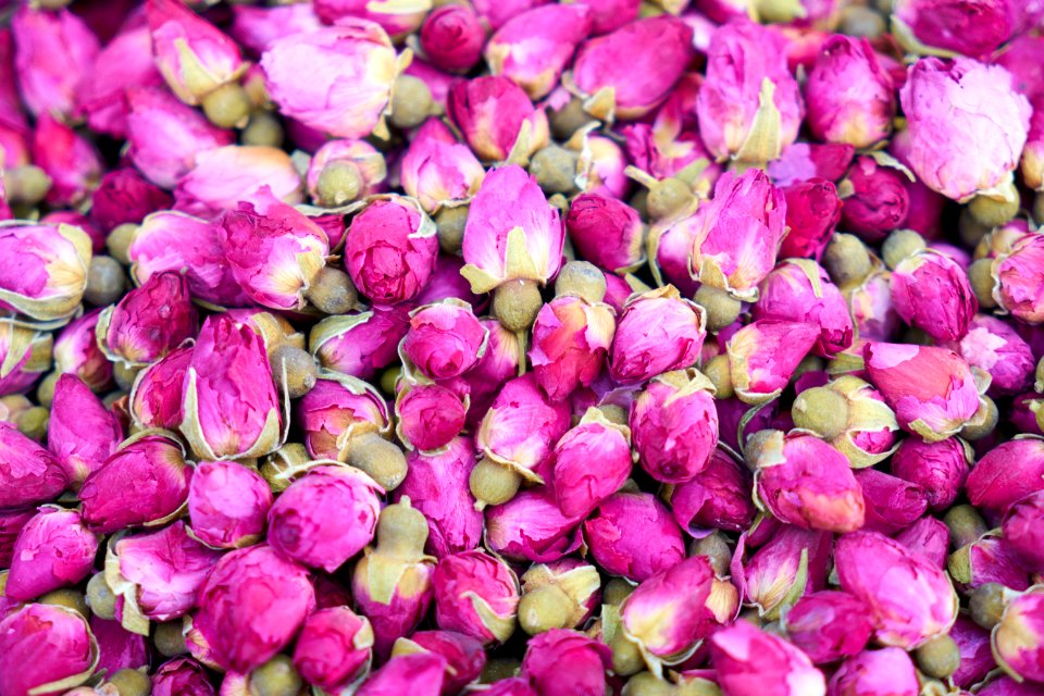 Pink Flower Rose Family Rose