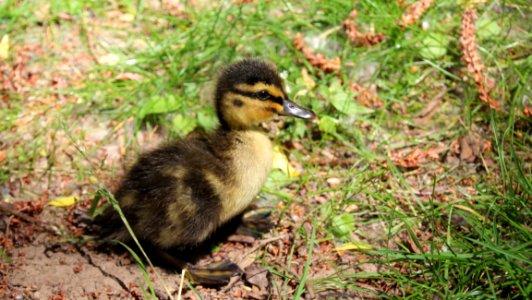 Bird Duck Fauna Water Bird