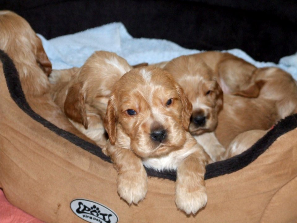 Dog Dog Like Mammal Dog Breed Mammal