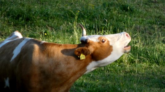 Cattle Like Mammal Fauna Grass Pasture photo