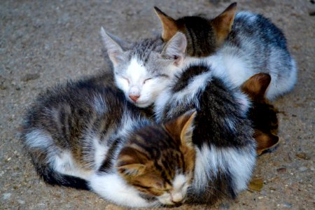 Cat Fauna Small To Medium Sized Cats Cat Like Mammal photo