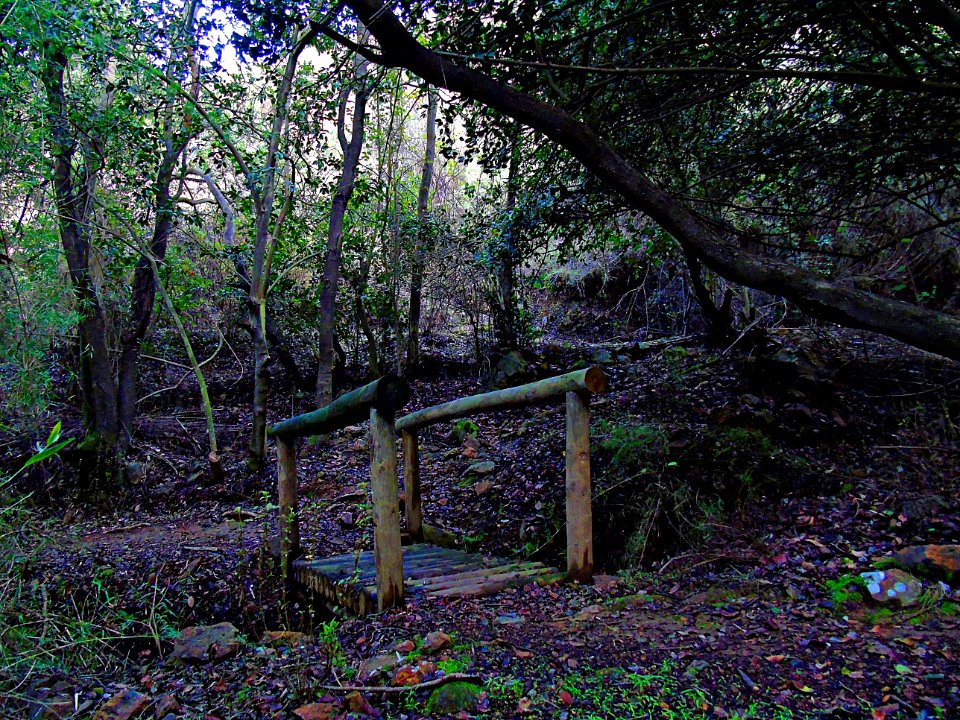Woodland Nature Tree Vegetation