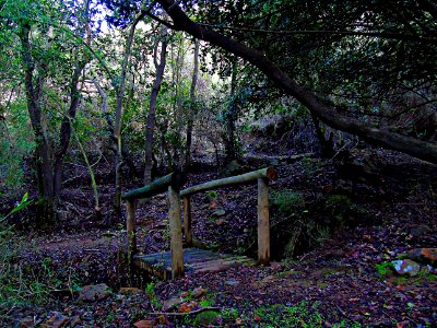 Woodland Nature Tree Vegetation