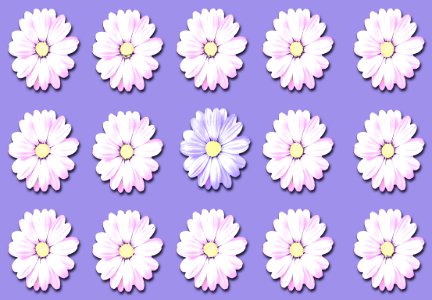 Flower Flowering Plant Purple Daisy