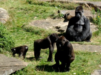 Great Ape Fauna Western Gorilla Primate photo