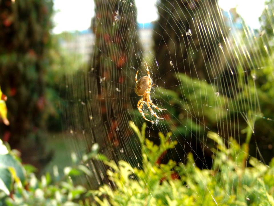 Spider Web Vegetation Grass Water