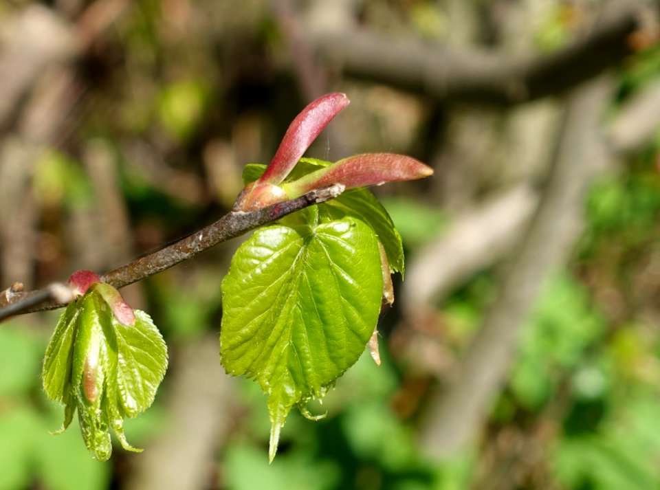 Leaf Flora Plant Vegetation