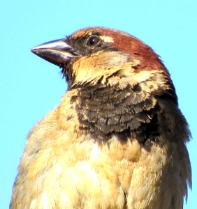 Bird Beak Fauna Feather