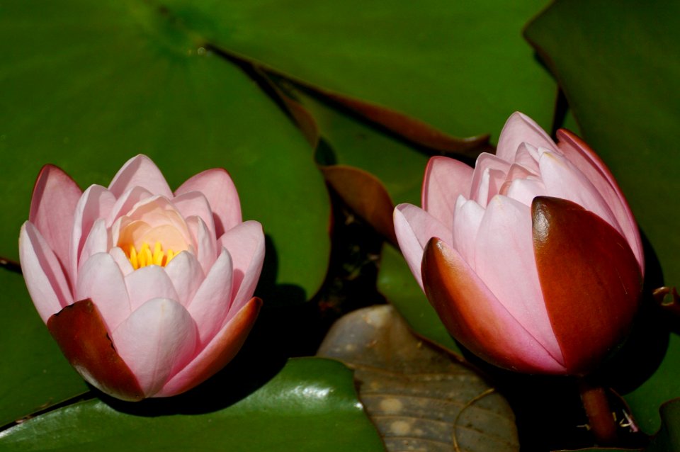 Flower Plant Flora Lotus