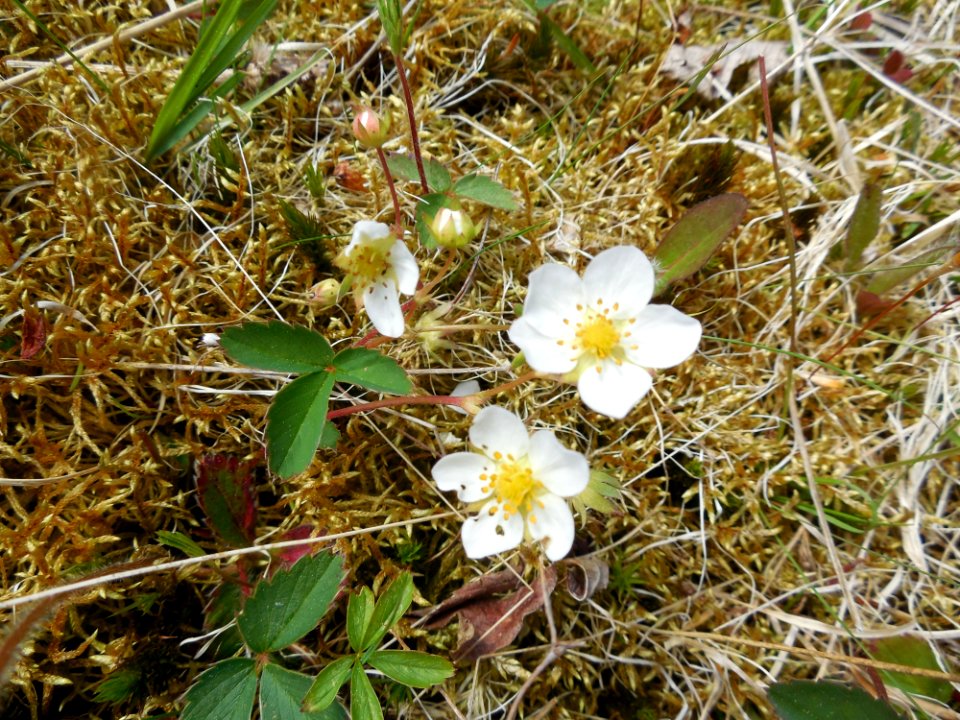 Flora Plant Flower Flowering Plant