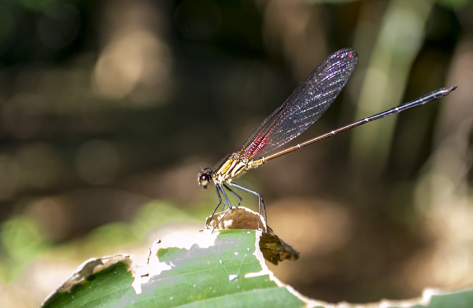 Red dragonfly wings garden