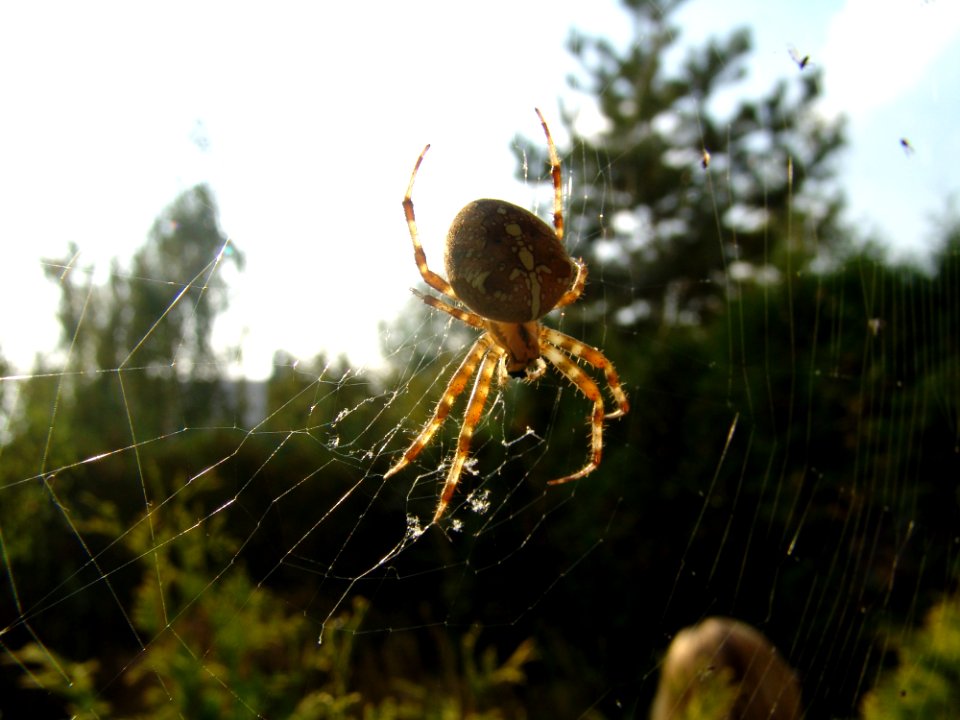 Spider Arachnid Orb Weaver Spider Araneus