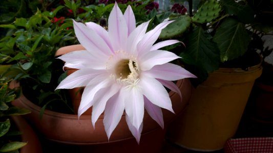 Plant Flower Flowering Plant Cactus