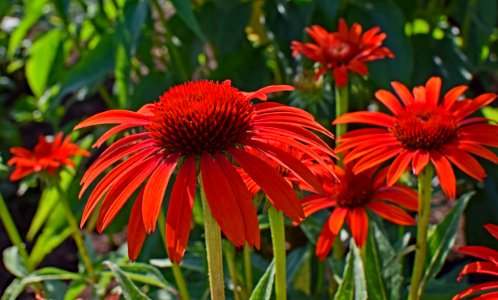 Plant Coneflower Flowering Plant Flower photo