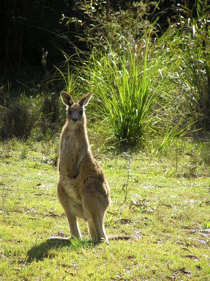 Australian native animal