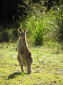 Australian native animal