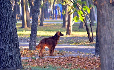 Dog Tree Dog Like Mammal Mammal photo