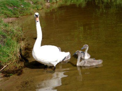 Swan Bird Water Bird Ducks Geese And Swans photo