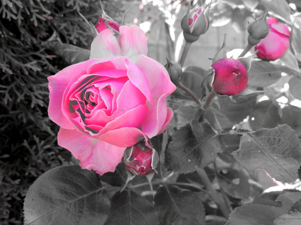 Rose Flower Rose Family Pink