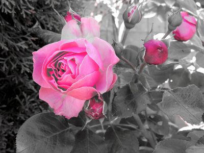 Rose Flower Rose Family Pink
