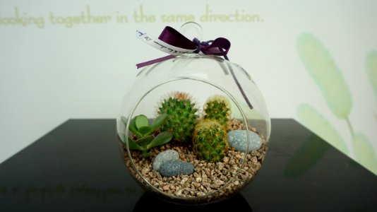 Plant Flowerpot Cactus Vase