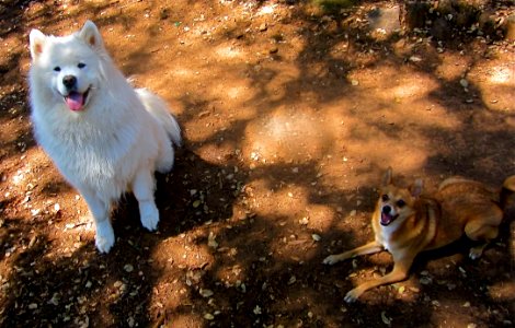 Dog Like Mammal Dog Breed Group Dog Breed Dog