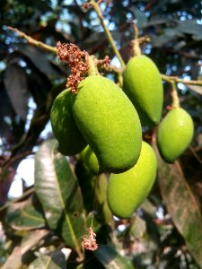 Fruit Jackfruit Fruit Tree Plant
