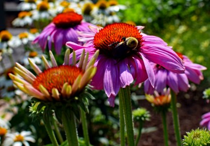 Flower Plant Flora Coneflower photo