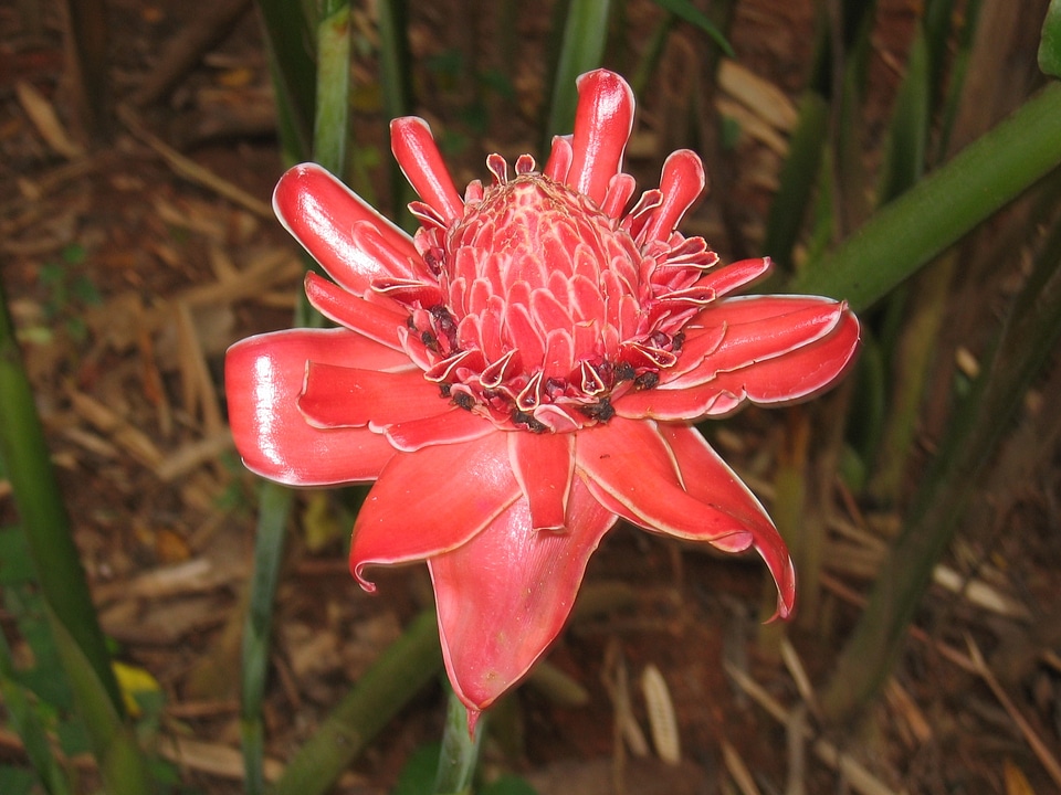 Ginger red etlingera alpinioideae