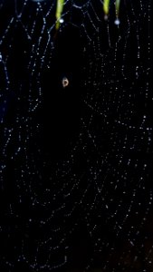 Black Spider Web Water Light